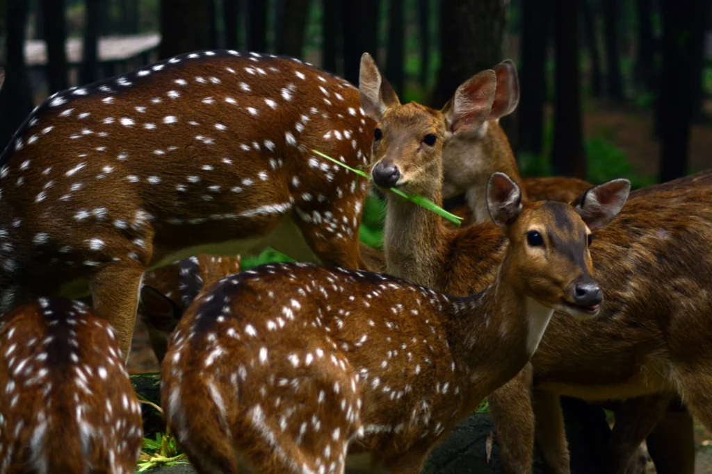 Family Deer